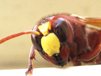 Oriental Wasp.jpg